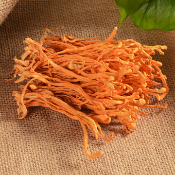 蟲草花批發(fā)指南 金蟲草與北蟲草的食用價值與選購要點