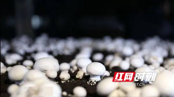 構建“四證合一”管理體系 推動食用農產品批發(fā)工廠化生產高質量發(fā)展